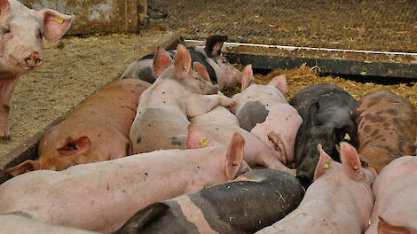 Nederland kende in 2025 de grootste daling van de varkensstapel in de EU. Tegelijk steeg het aantal zeugen in Europa licht.