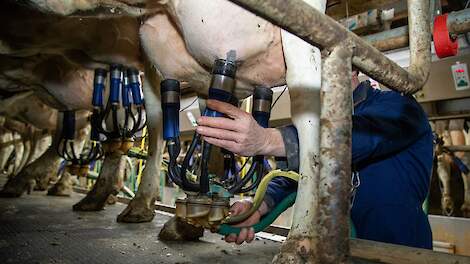 Koeien worden in een melkstal gemolken