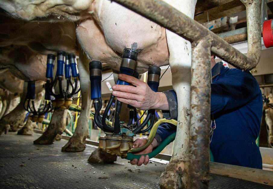 Koeien worden in een melkstal gemolken