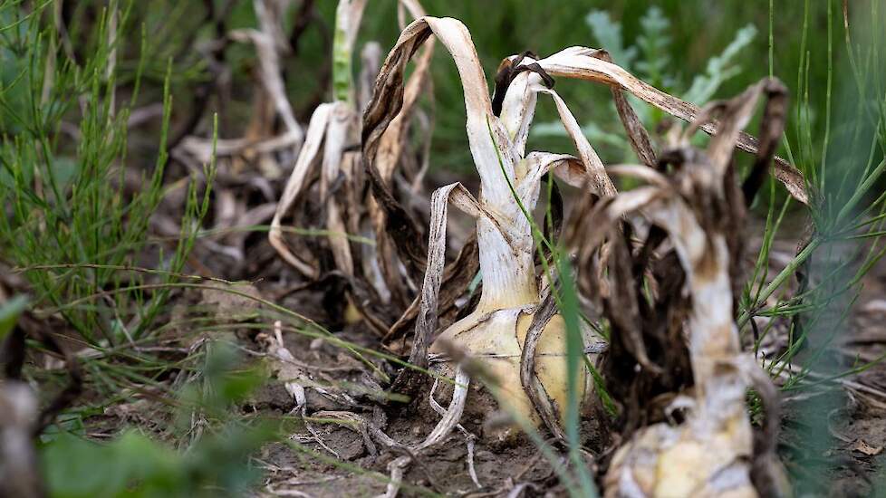 Beeld van effecten valse meeldauw in uien ter illustratie.