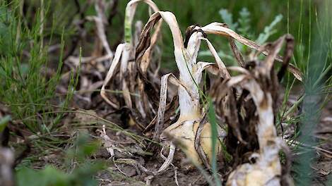 Beeld van effecten valse meeldauw in uien ter illustratie.