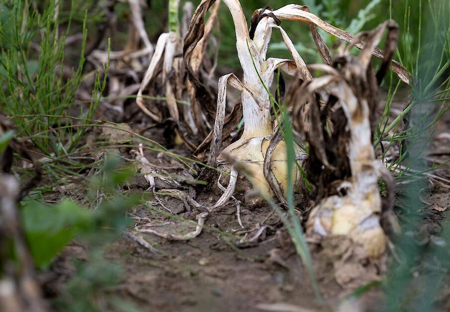 Beeld van effecten valse meeldauw in uien ter illustratie.