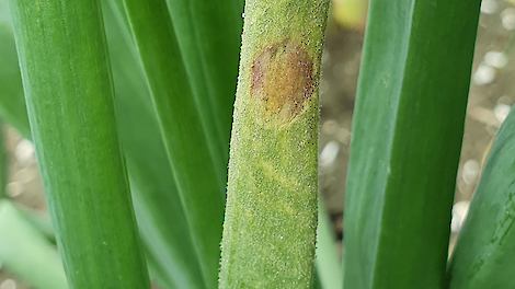 Archiefbeeld van valse meeldauw.