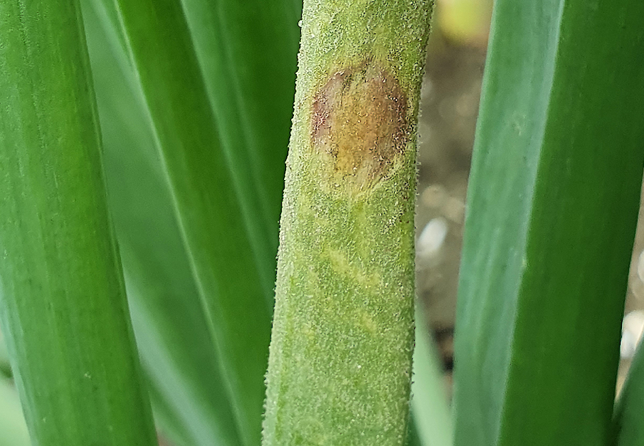 Archiefbeeld van valse meeldauw.