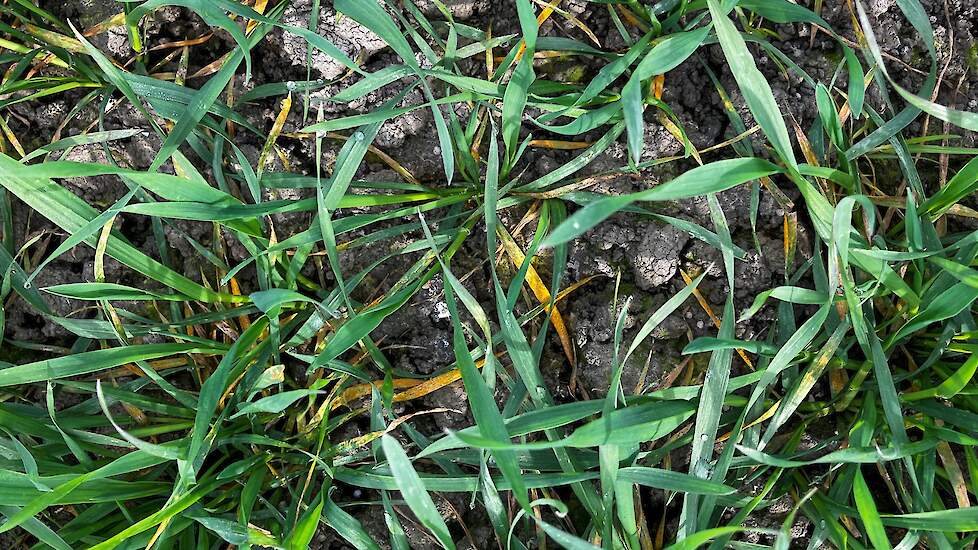 Aantastingen met gele roest