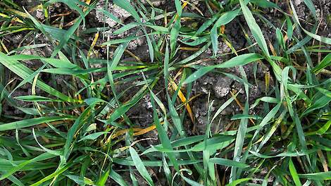 Aantastingen met gele roest