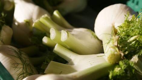 Beeld ter illustratie