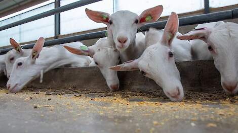 Beeld ter illustratie.