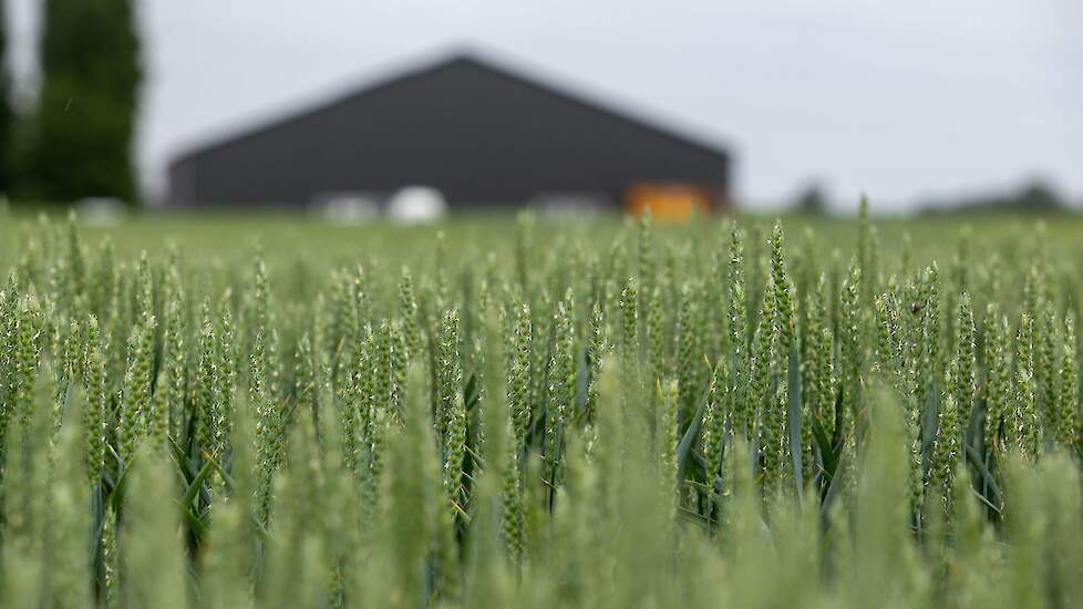 Graanproef in Angeren (GLD).