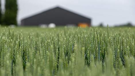 Graanproef in Angeren (GLD).