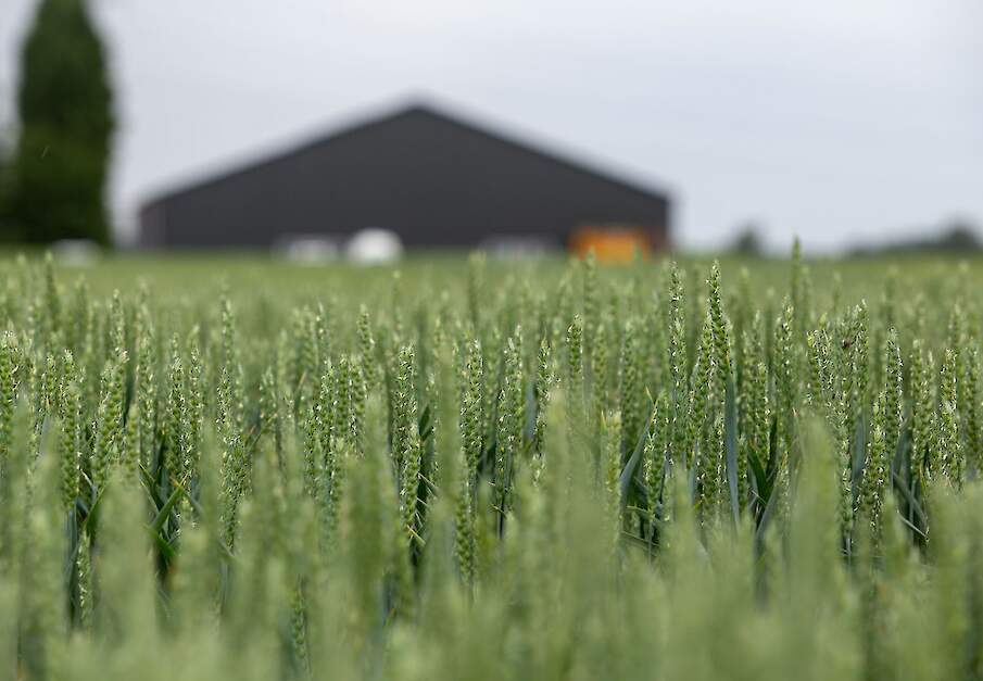 Graanproef in Angeren (GLD).