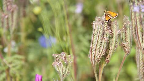 Beeld ter illustratie