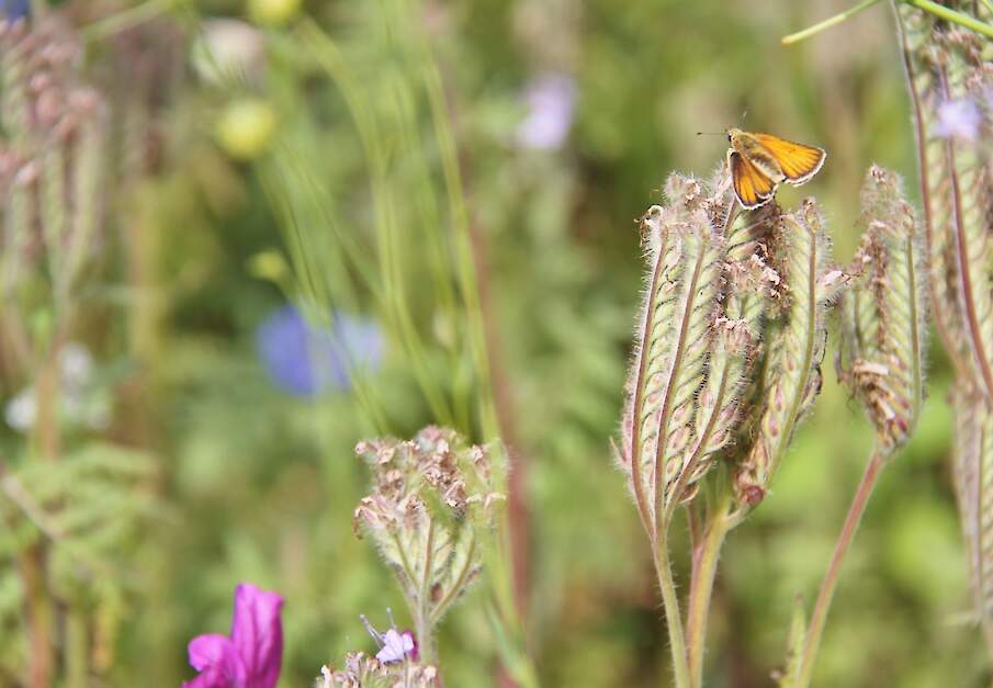 Beeld ter illustratie