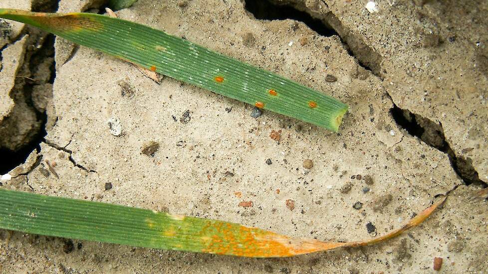 Gele roest versus bruine roest