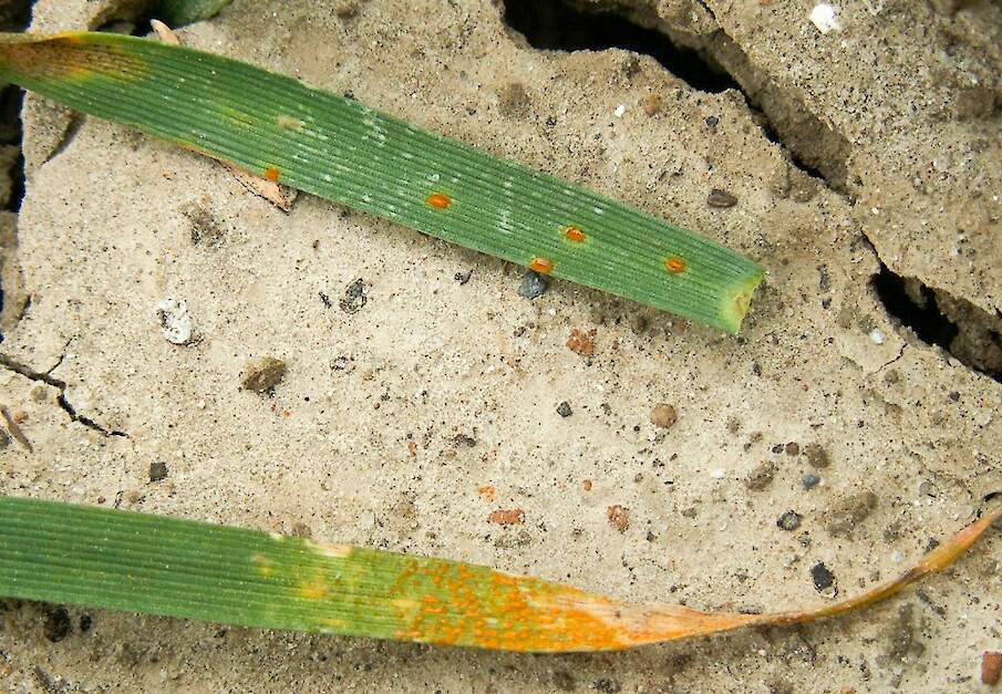 Gele roest versus bruine roest
