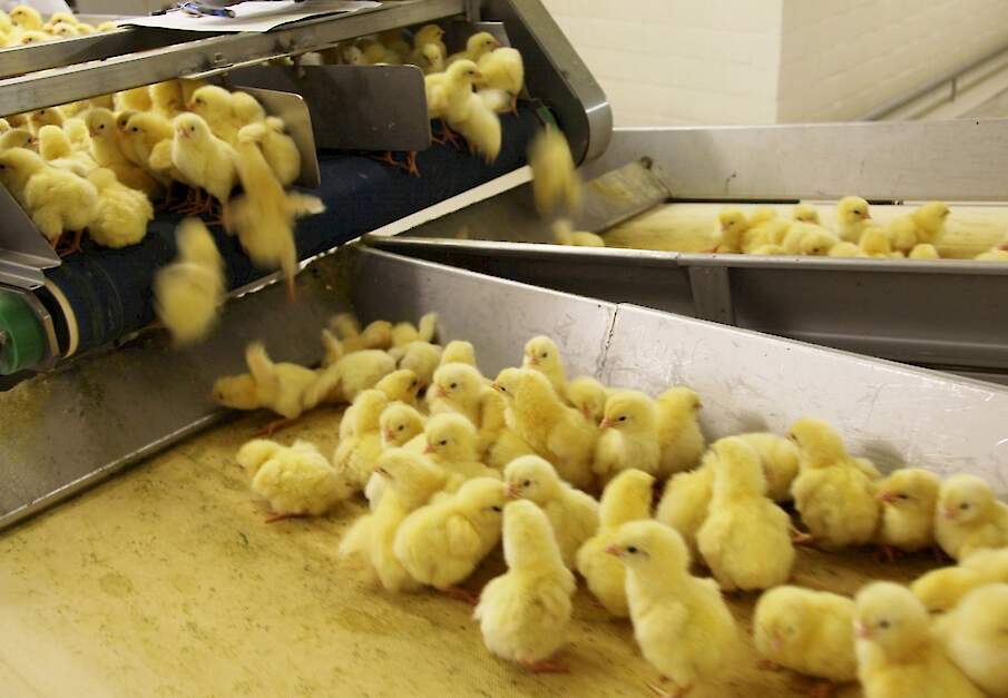 Beeld ter illustratie.