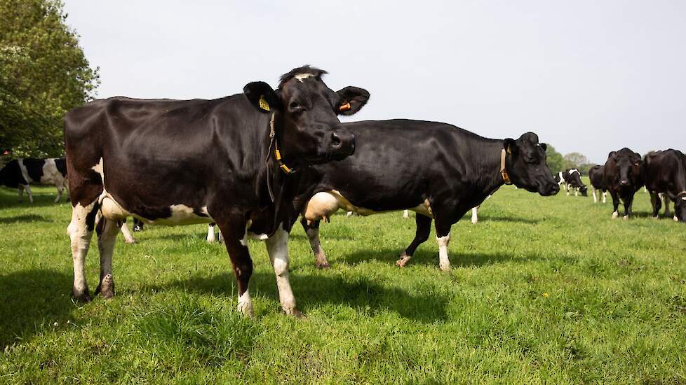 Met de start van het weideseizoen ook de melkproductie op.