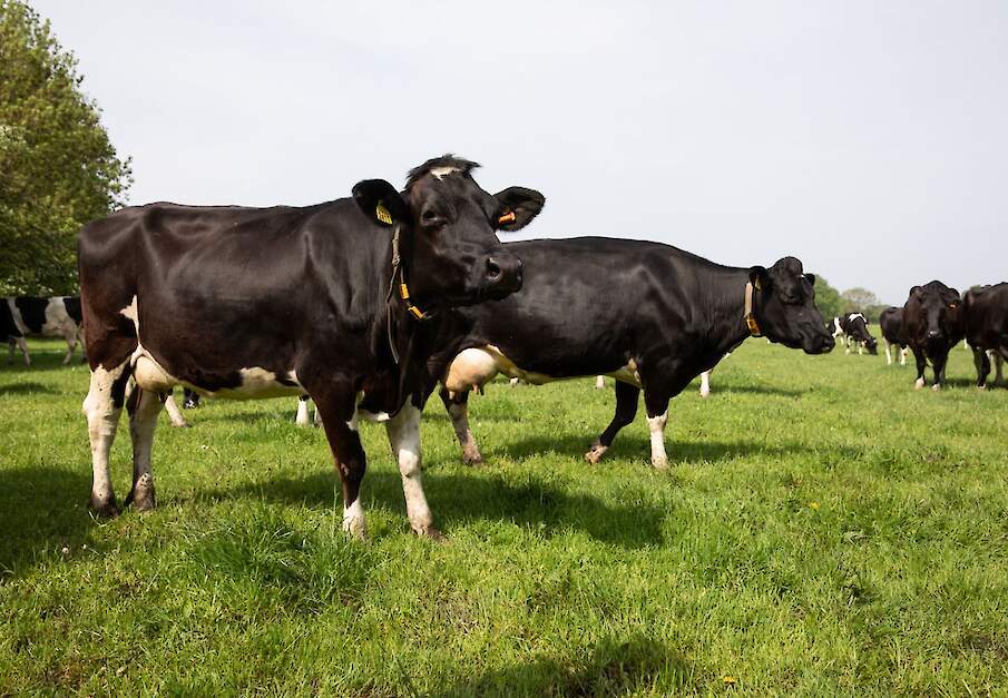 Met de start van het weideseizoen ook de melkproductie op.