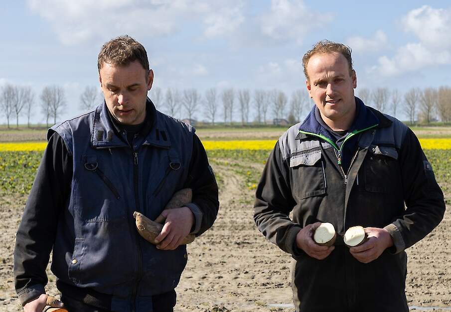 De gebroeders Van Oostrum in Sint Annaland.