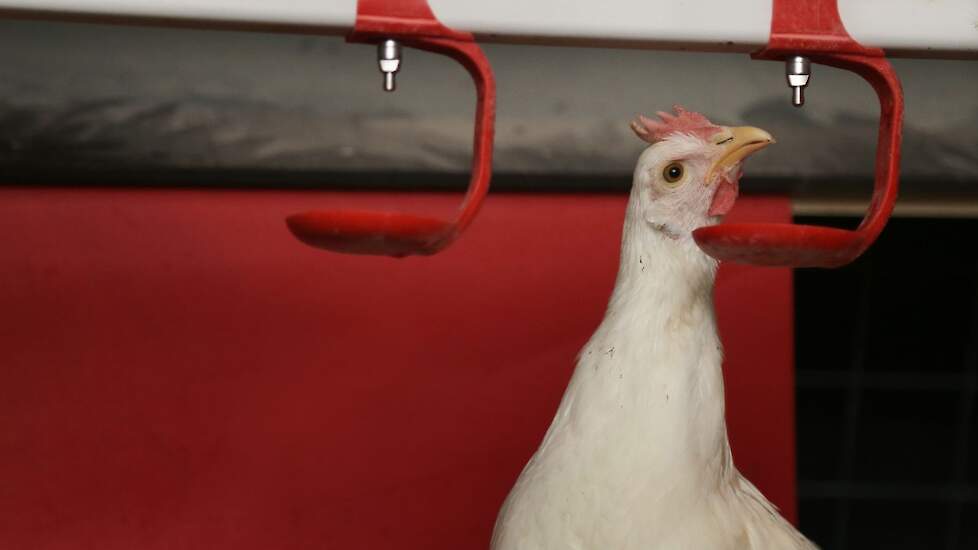 Controleer elke Salmonella vaccinatie