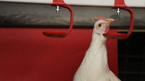 Controleer elke Salmonella vaccinatie