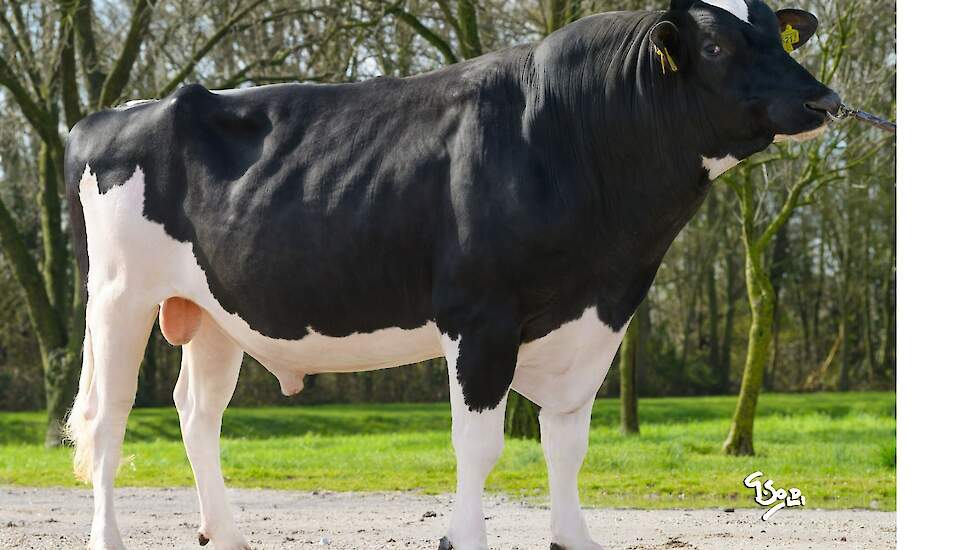 De stier All Nur Wendat