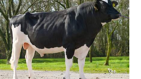 De stier All Nur Wendat