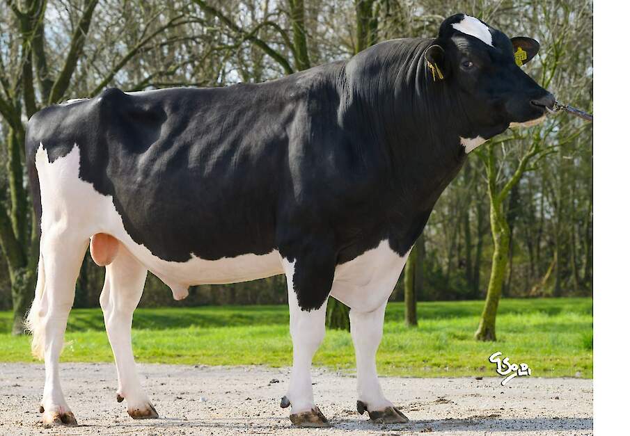 De stier All Nur Wendat