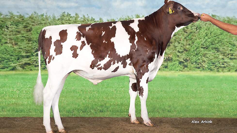 De jonger stier Delta Borax-Red