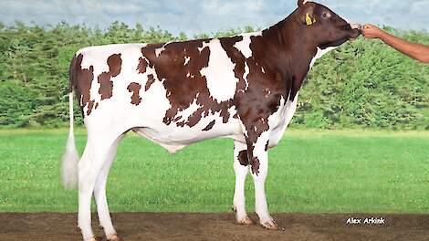 De jonger stier Delta Borax-Red