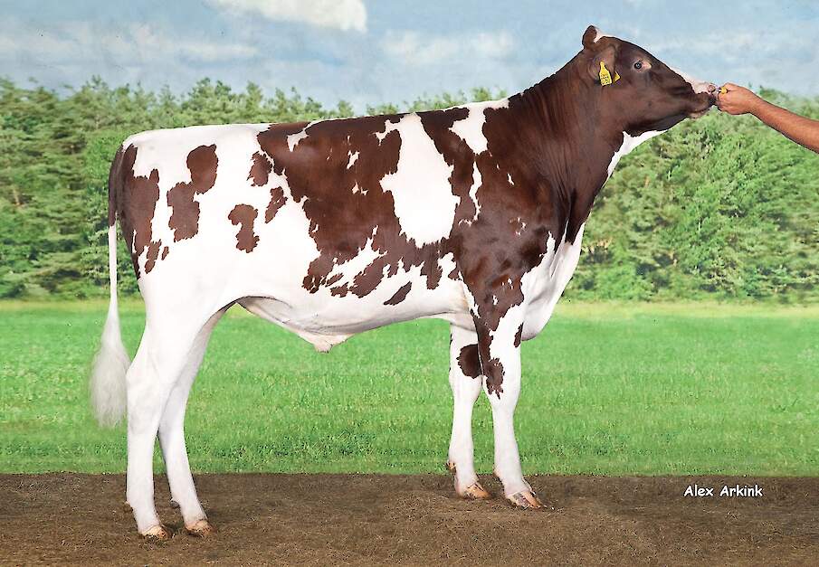 De jonger stier Delta Borax-Red