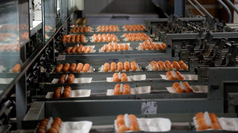 Grossiers kopen eieren van grote pakstations en leveren deze aan winkels, horeca of andere afnemers. Beeld ter illustratie.