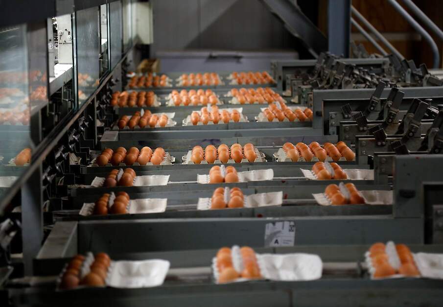 Grossiers kopen eieren van grote pakstations en leveren deze aan winkels, horeca of andere afnemers. Beeld ter illustratie.