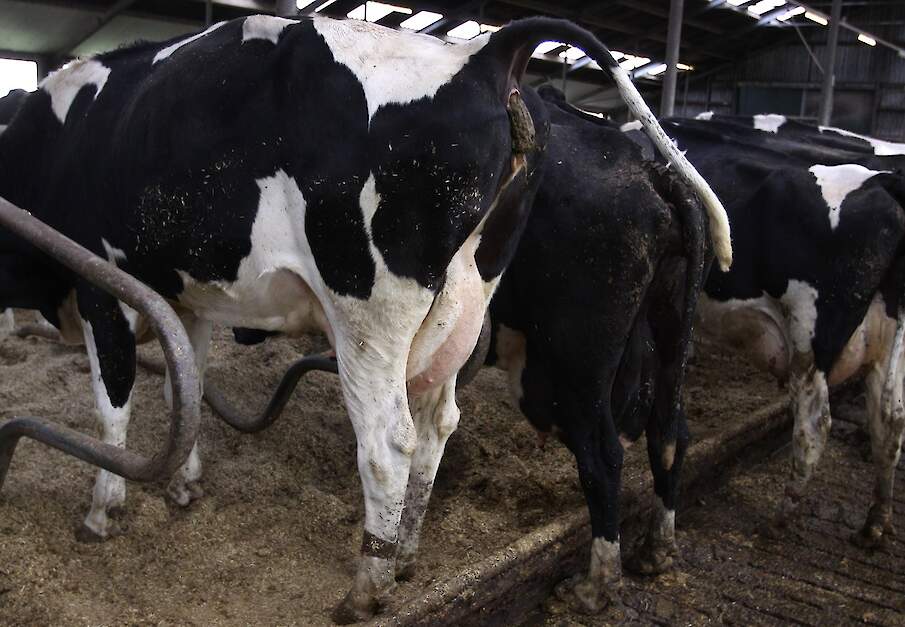 Een koe in een ligboxenstal poept