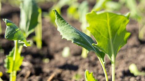 Beeld ter illustratie