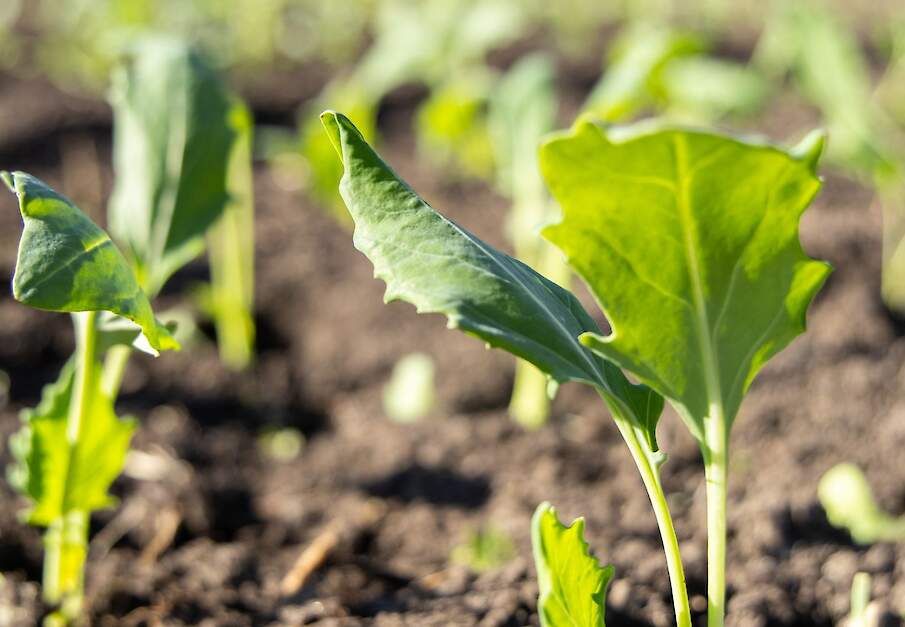 Beeld ter illustratie