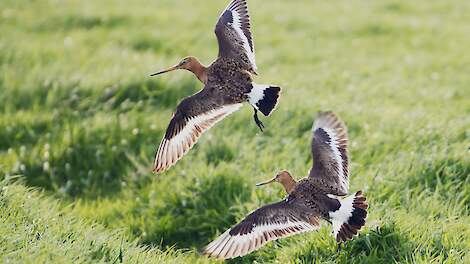 Grutto leefgebieden krijgen veel prioriteit in het ontwerp-Natuurbeheerplan 2027 van de provincie Noord-Holland.
