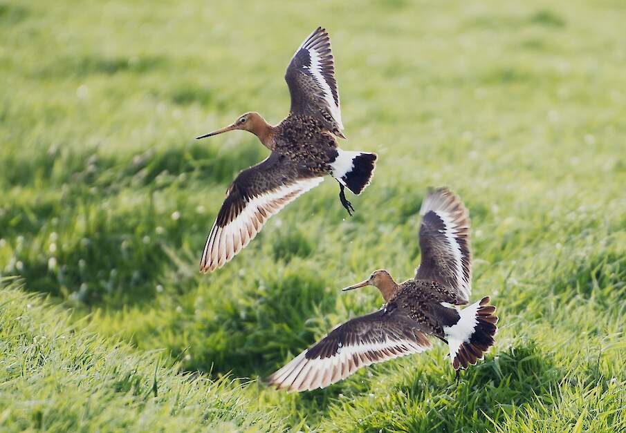 Grutto leefgebieden krijgen veel prioriteit in het ontwerp-Natuurbeheerplan 2027 van de provincie Noord-Holland.