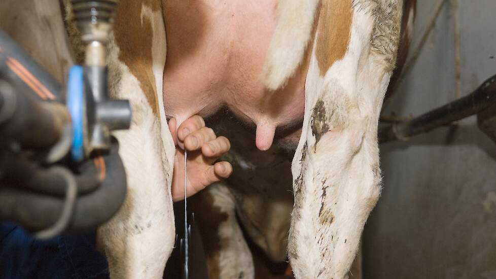 Melkproductie van koe in vroege lactatie