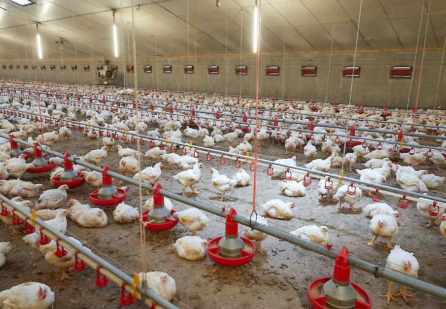 Een lagere bezetting, een trager groeiend ras en zitstokken en zitstokken of strobalen die dienen als zitstokken zijn enkele eisen van het Better Chicken Commitment (BCC)-kipconcept.