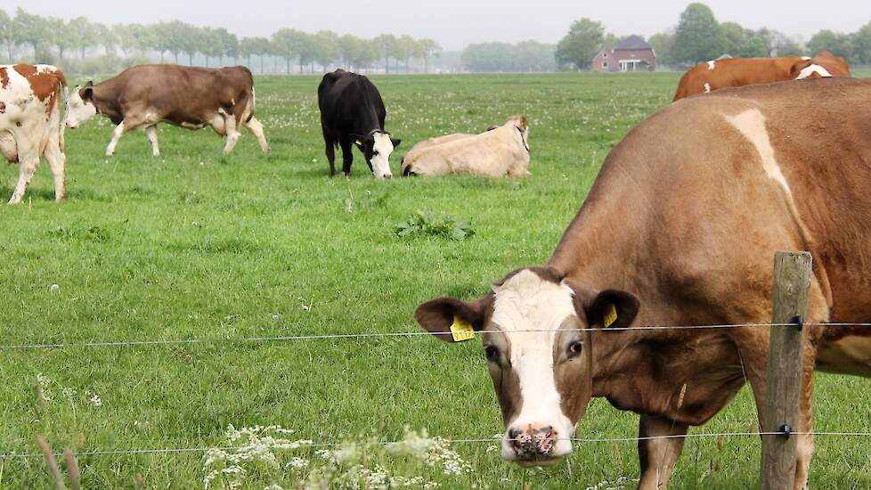 Biologische melkkoeien in een wei