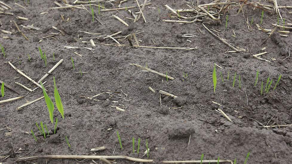 Beeld van groenbemestermengsel met Japanse haver ter illustratie.