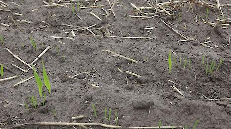 Beeld van groenbemestermengsel met Japanse haver ter illustratie.