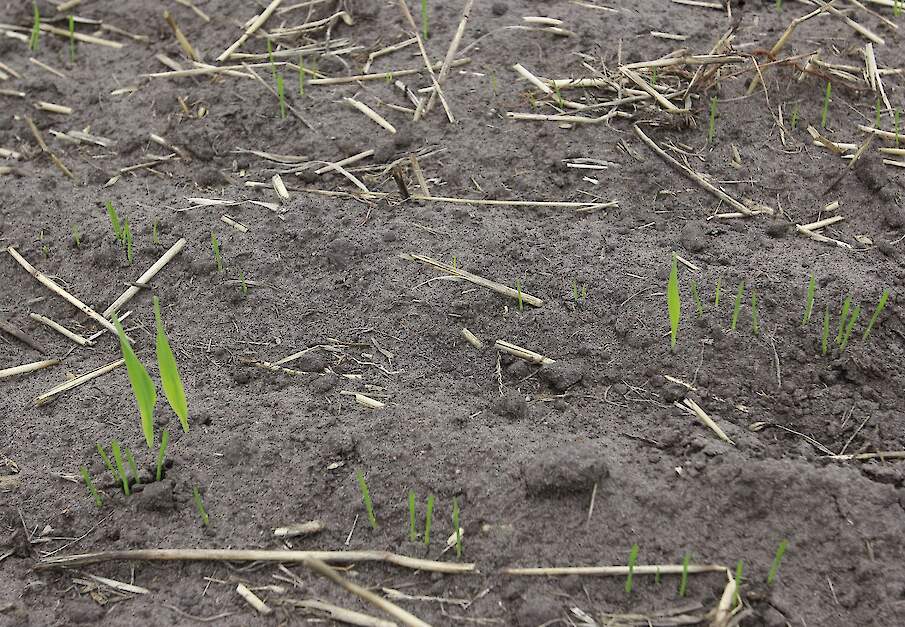 Beeld van groenbemestermengsel met Japanse haver ter illustratie.