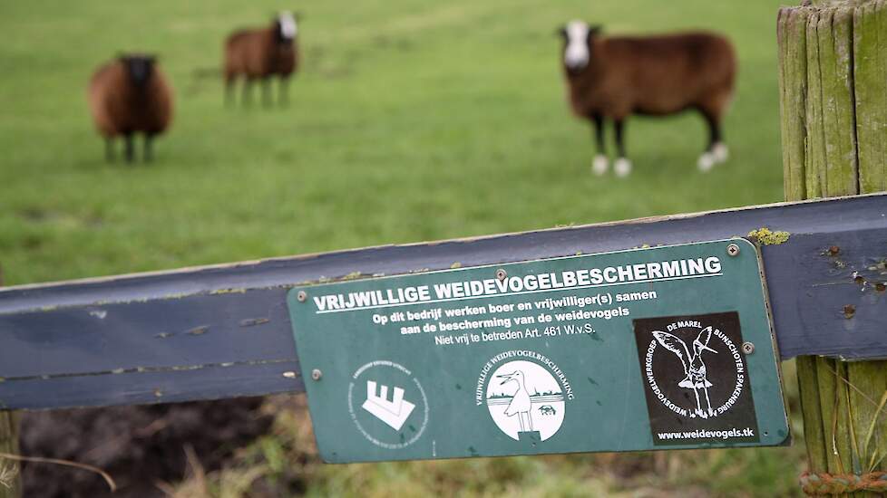 In Frysl&acirc;n zijn opvallend veel velduilen gespot.
