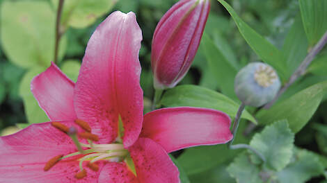 Provinciale Staten van Drenthe hakte onlangs een knoop door over lelieteelt.