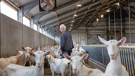 Wim Groot Roessink in de geitenstal