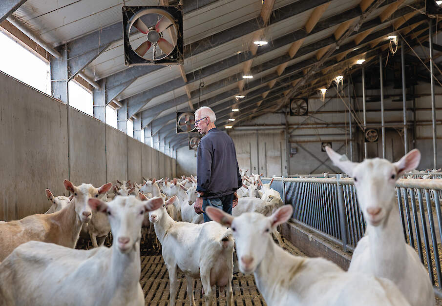 Wim Groot Roessink in de geitenstal
