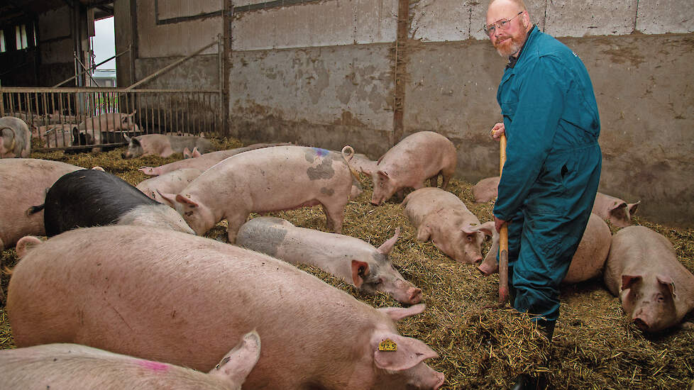Jan Wennekers heeft op zijn biologische varkensbedrijf weinig problemen met staartbijters.