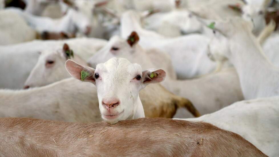 De Raad van State beoordeelt of een geitenhouder tijdelijk kan salderen tussen twee locaties om extra stikstofuitstoot door uitbreiding te compenseren.